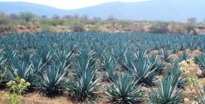 maguey