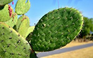 nopal