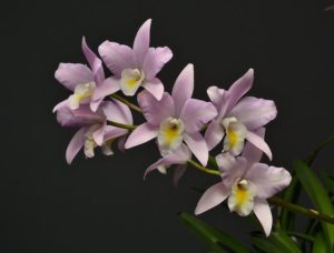 orquidea